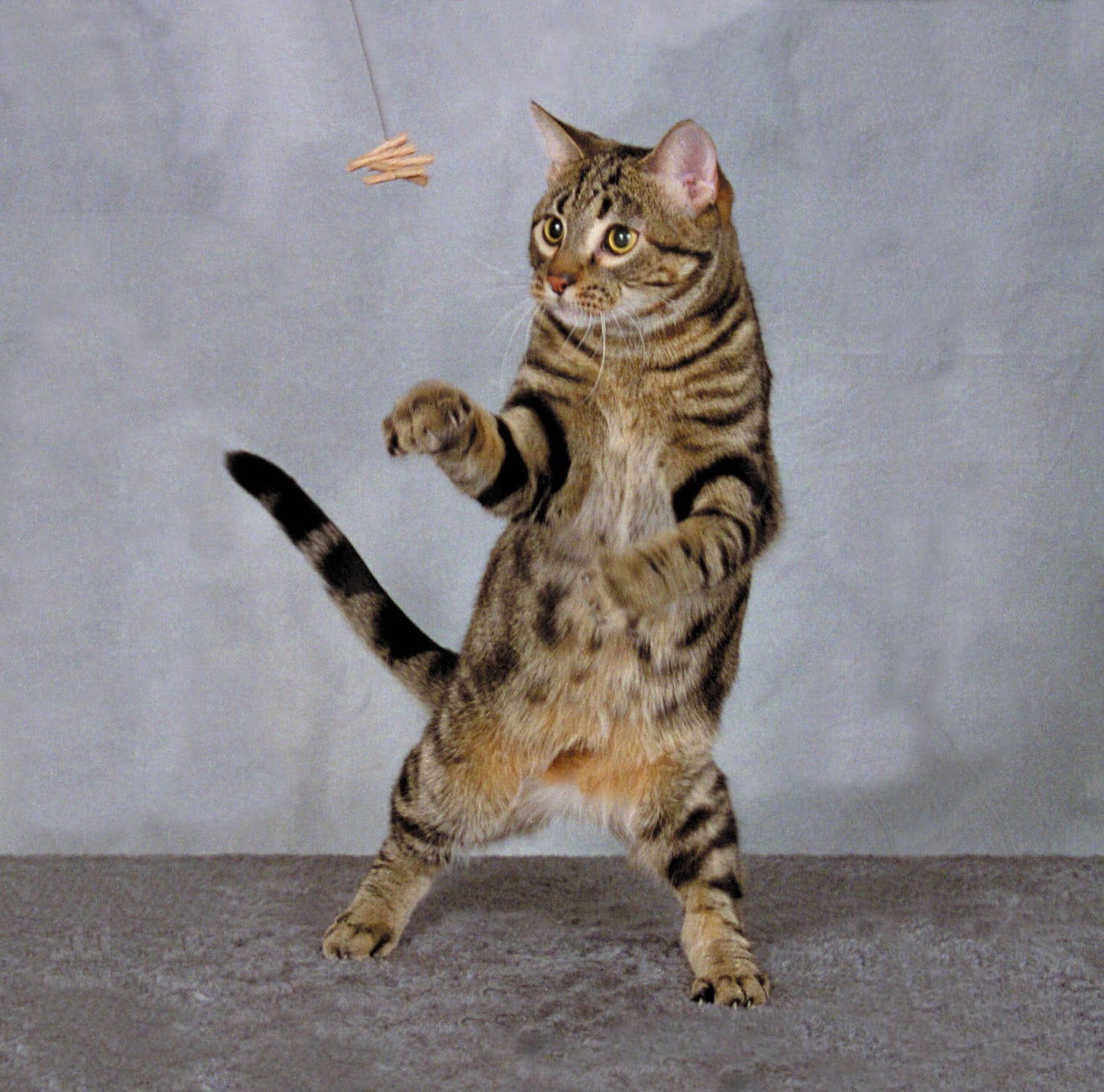 Cat Dancer Katzenspielzeug