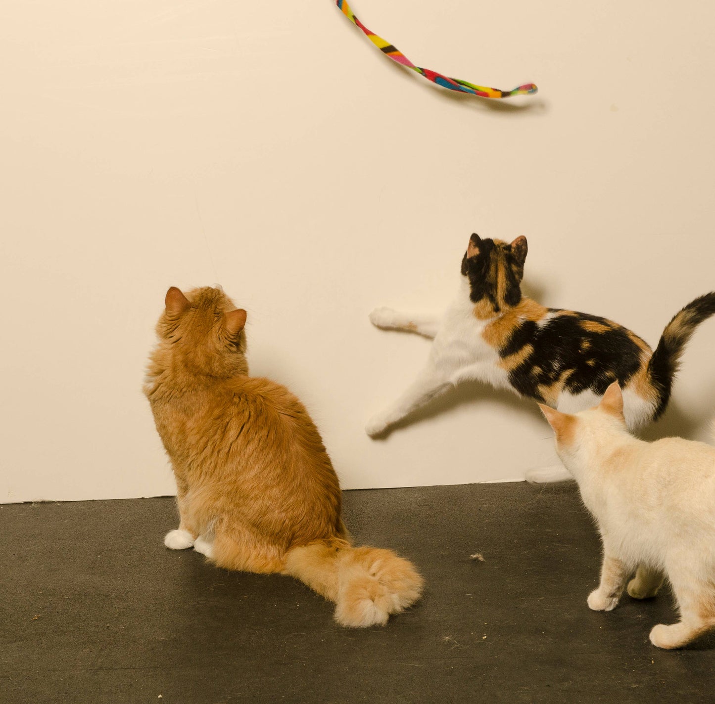 Cat Charmer Katzenangel von Cat Dancer