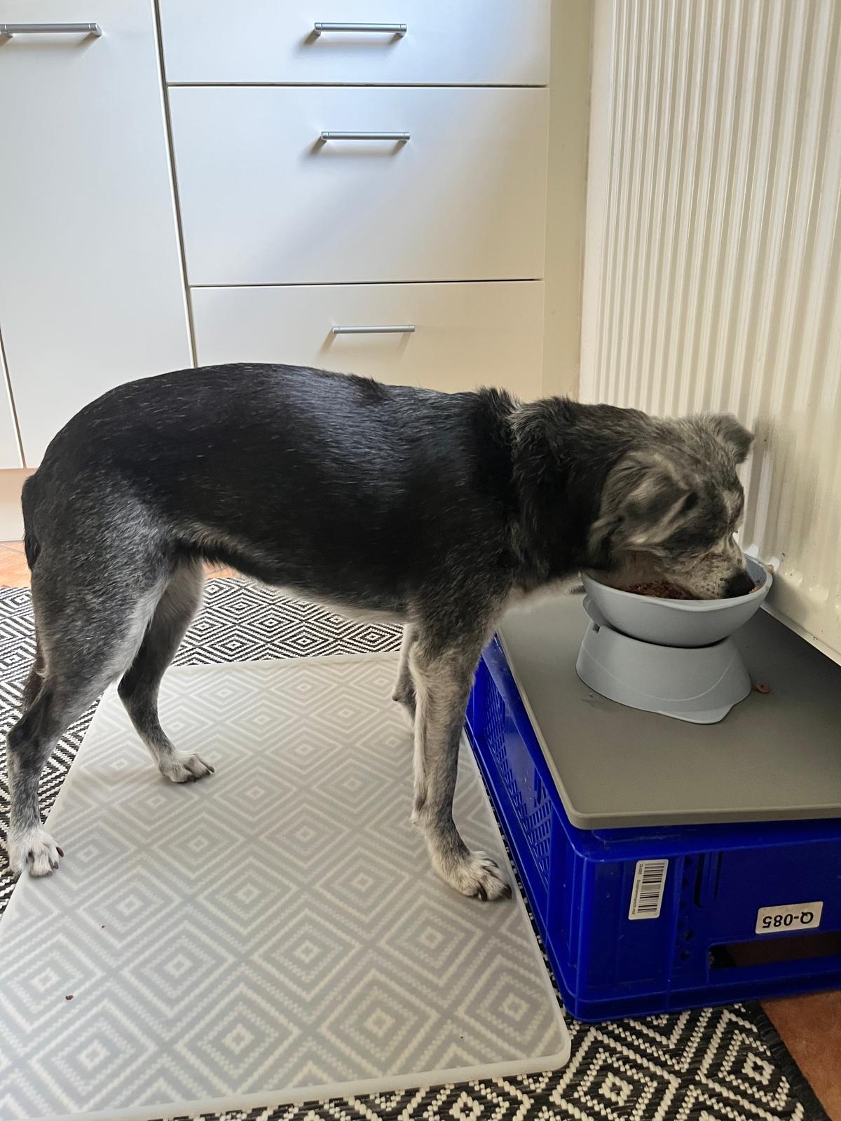 Ne&no® Erhöhter Silikon Futternapf + verstellbare Neigung